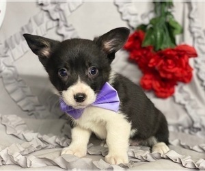 Pembroke Welsh Corgi Puppy for sale in LANCASTER, PA, USA