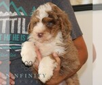 Small #2 Bernedoodle (Miniature)