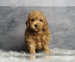 Puppy Reese AKC Poodle (Miniature)