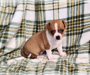 Medium Chihuahua