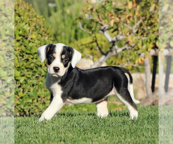 Medium Photo #8 Labrador Retriever-Unknown Mix Puppy For Sale in San Diego, CA, USA