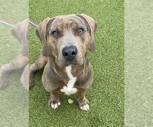 Mutt Dogs for adoption in Fayetteville, NC, USA