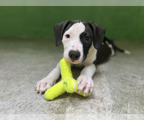 Medium Photo #2 Mutt Puppy For Sale in Elmsford, NY, USA