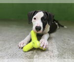 Small #1 Mutt