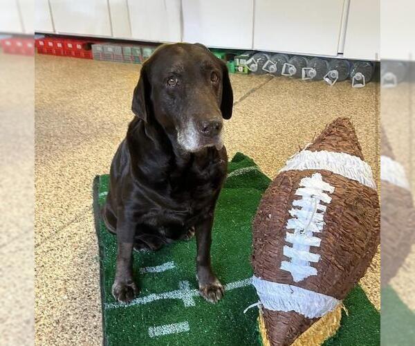 Medium Photo #8 Labrador Retriever Puppy For Sale in San Diego, CA, USA