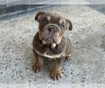 Small Photo #7 Bulldog Puppy For Sale in CORONA, CA, USA