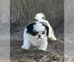 Shih Tzu Puppy for sale in SILEX, MO, USA