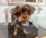 Small #5 Shih Tzu Mix