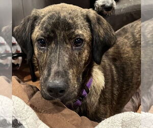 Mountain Cur-Unknown Mix Dogs for adoption in Mundelein, IL, USA