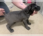 Small Photo #21 Cane Corso Puppy For Sale in BELGRADE, MT, USA