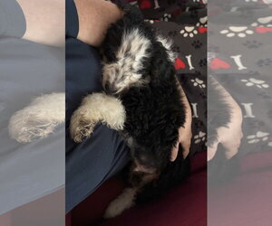 Charles - Male Bernese Mountain Dog-Poodle (Miniature) Mix Dog for Adoption - Photo #3