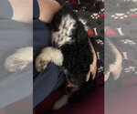 Small Photo #3 Bernese Mountain Dog-Poodle (Miniature) Mix Puppy For Sale in Valrico, FL, USA