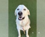 Small Great Pyrenees
