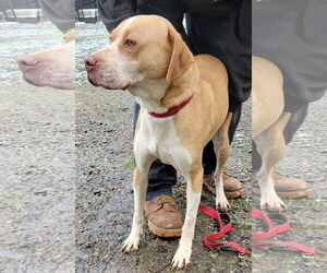 Labrador Retriever-Unknown Mix Dogs for adoption in Rockaway, NJ, USA