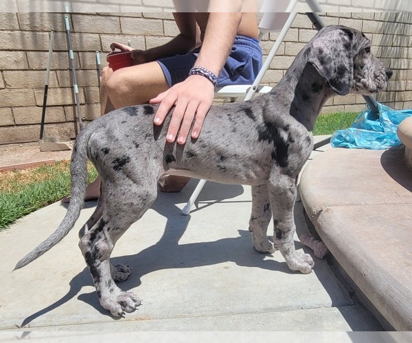 Medium Photo #24 Great Dane Puppy For Sale in CORONA, CA, USA
