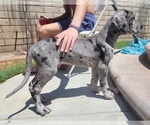 Small #23 Great Dane