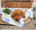 Small #1 Labrador Retriever