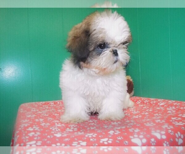 View Ad Shih Tzu Puppy for Sale near New Jersey, PATERSON