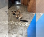 Small #3 French Bulldog