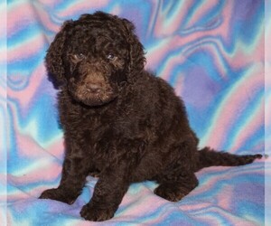 Labradoodle Puppy for sale in LA HABRA, CA, USA