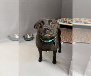 Remy - Male Schipperke-Unknown Mix Dog for Adoption - Photo #2