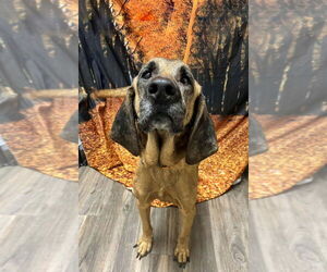 Bloodhound-Unknown Mix Dogs for adoption in Brewster, NY, USA