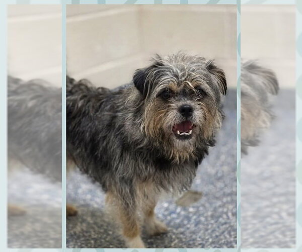 Medium Photo #4 Border Terrier-Unknown Mix Puppy For Sale in Brewster, NY, USA