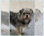 Small #3 Border Terrier Mix