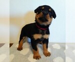Small #1 Rottweiler
