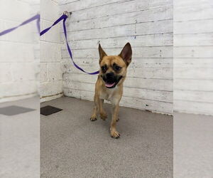 Chug Dogs for adoption in San Bernardino, CA, USA