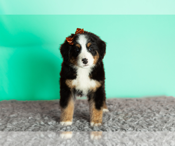 Medium Photo #1 Bernese Mountain Dog Puppy For Sale in WOLCOTTVILLE, IN, USA