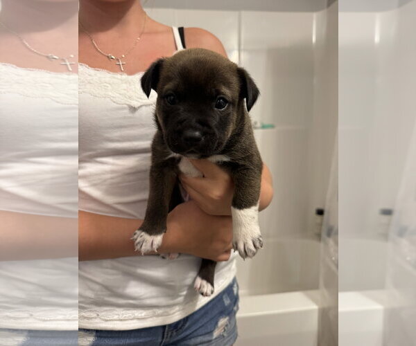 Medium Photo #1 Labrador Retriever-Unknown Mix Puppy For Sale in Holly Springs, NC, USA