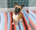 Small #3 Labrador Retriever Mix