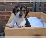 Small Beagle