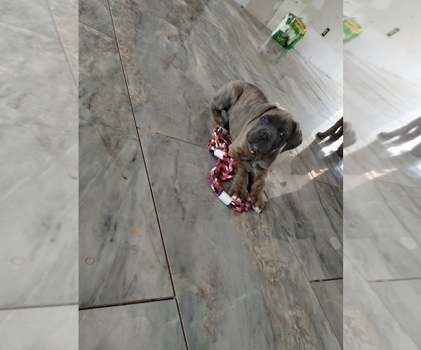 Medium Photo #1 Cane Corso Puppy For Sale in DOUGLASVILLE, GA, USA