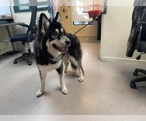 Siberian Husky Dogs for adoption in Pasadena, CA, USA