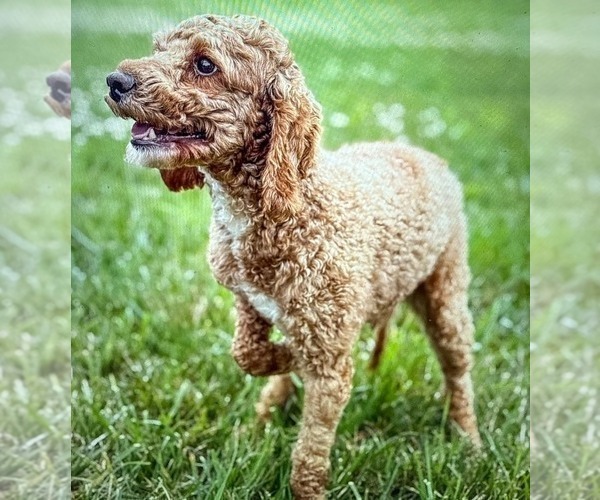 Medium Photo #1 Goldendoodle (Miniature) Puppy For Sale in NARVON, PA, USA