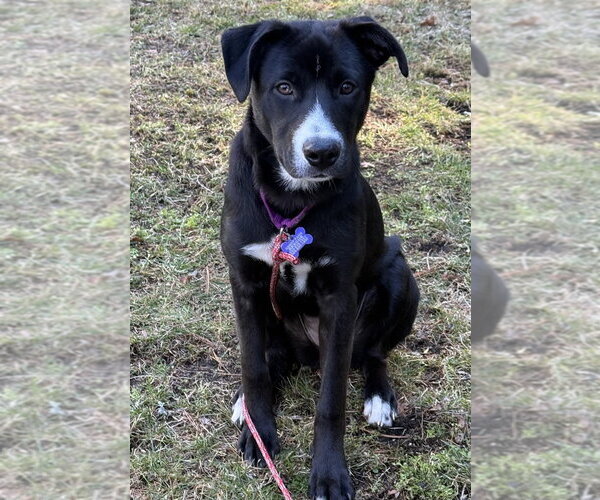 Medium Photo #20 Mutt Puppy For Sale in Oak Bluffs, MA, USA