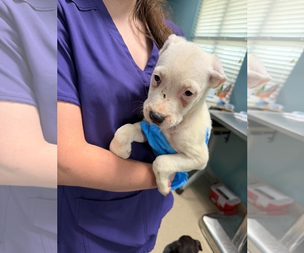 Medium Photo #1 Mutt Puppy For Sale in Woodbury, NY, USA