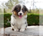 Small #1 Pembroke Welsh Corgi