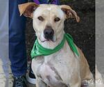 Small #18 Labrador Retriever-Retriever  Mix