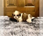 Small Photo #7 Japanese Chin Puppy For Sale in BELTON, MO, USA