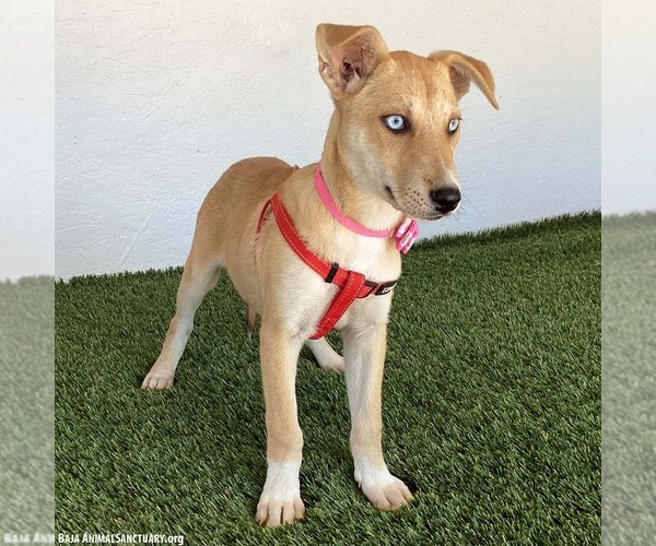 Medium Photo #4 Siberian Husky-Unknown Mix Puppy For Sale in San Diego, CA, USA