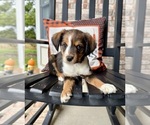 Small #3 Labrador Retriever-Miniature Australian Shepherd Mix