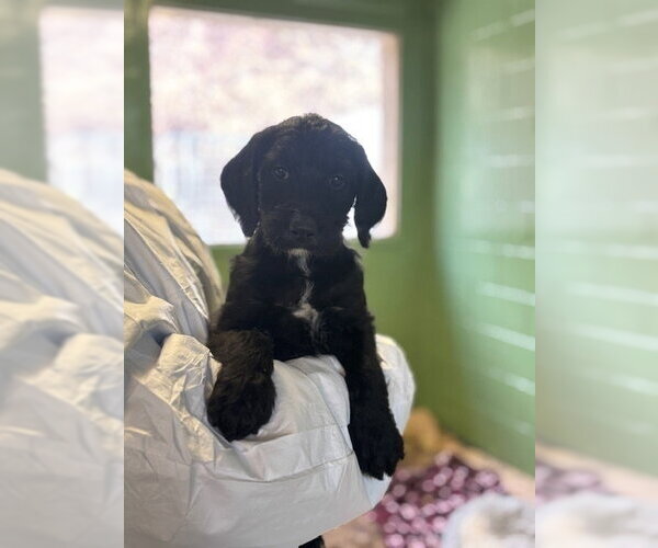 Medium Photo #2 Mutt Puppy For Sale in Elmsford, NY, USA