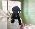 Small #1 Mutt
