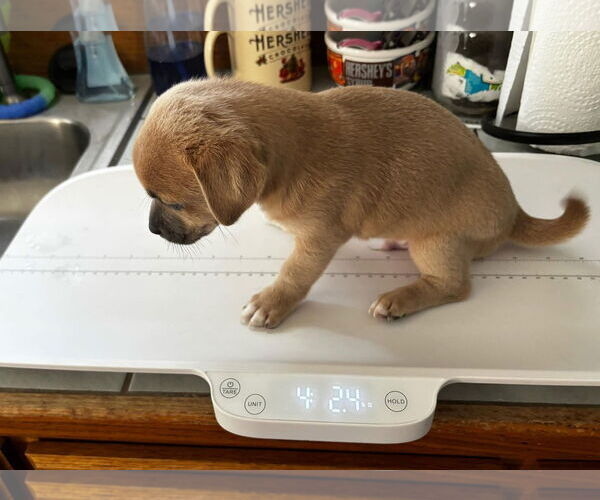 Medium Photo #3 ShiChi Puppy For Sale in Gulfport, MI, USA