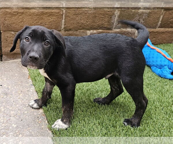 Medium Photo #3 German Shepherd Dog-Unknown Mix Puppy For Sale in Mission Viejo, CA, USA