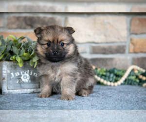 Medium Pomeranian