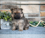 Puppy Holden Pomeranian